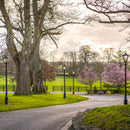 Victorian traditional cast iron lamp post 3m in height.