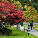 Victorian traditional cast iron pedestal light 1.1m in height.